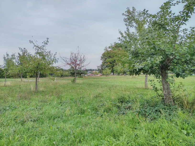 Rechts im Baum bei den zwei Augen.