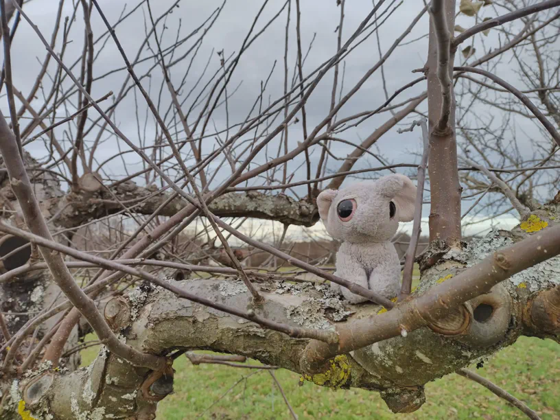 Ich sitze auf einem Baum und weil wegen irgendwas seh ich breiter aus als sonst. Um mich herum sind Äste vom Baum zu sehen und hinten der graue Himmel. Unten bisschen von der Wiese zu sehen.