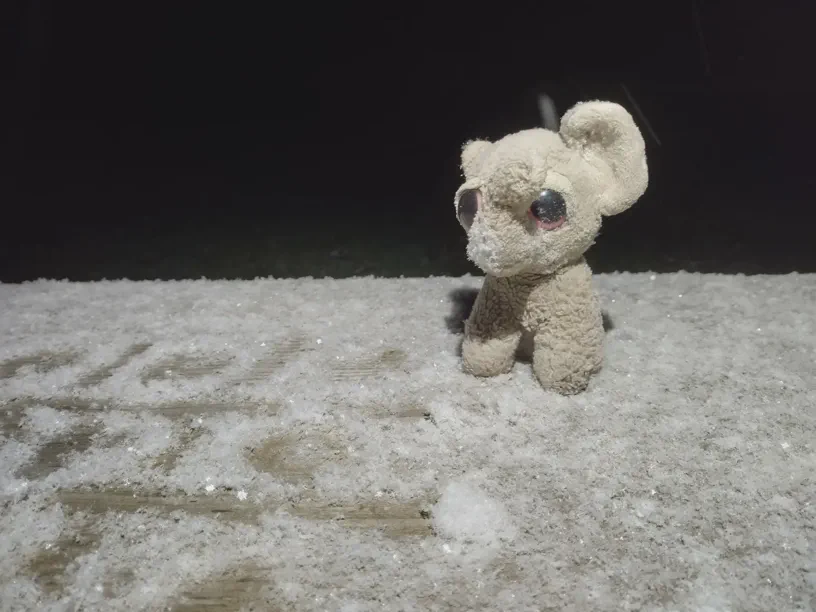 Kagube sitzt Holz (im Fotorahmen) und der leicht mit Schnee bedeckt.