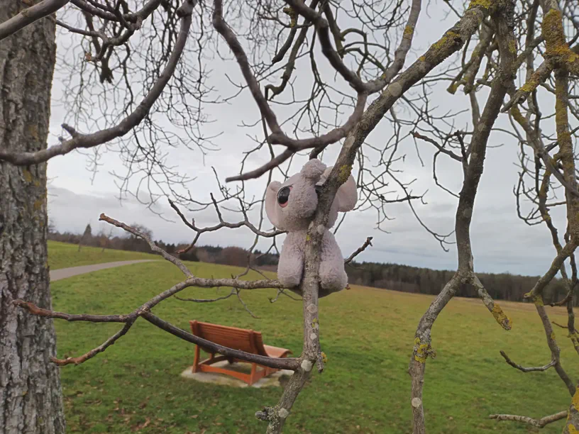 Ich sitze in den Ästelchen von einem Baum. Hinter mir die Pausenbank und Landschaft und hinten Wald und Wolkenhimmel.