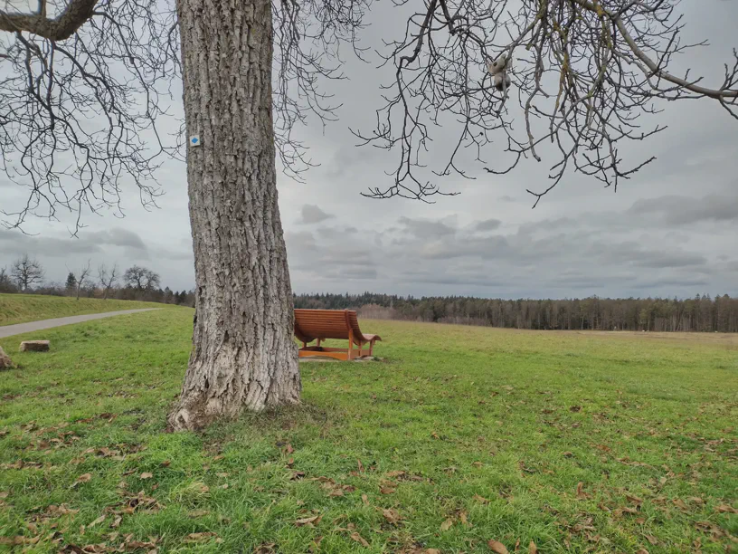 Ein Bild von einer Landschaft mit Baum im Vordergrund. Ich sitze in den Ästelchen. Hinten unterm Baum ist noch eine Pausenbank.